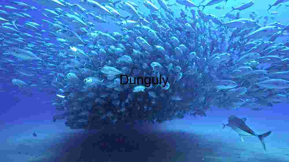 Ocean Animal Adventures Dive into diverse sea species' thrilling world! (139) Underwater Ballet: A School of Fish in Harmony