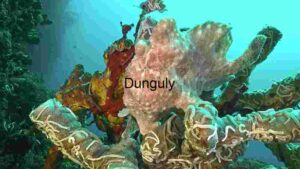 Camouflaged Wonders: The Frogfish in its Natural Habitat