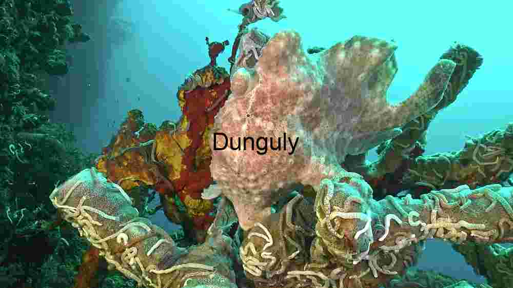 Ocean Animal Adventures Dive into diverse sea species' thrilling world! (142) Camouflaged Wonders: The Frogfish in its Natural Habitat