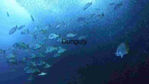 Underwater Serenity: A School of Fish in the Deep Blue