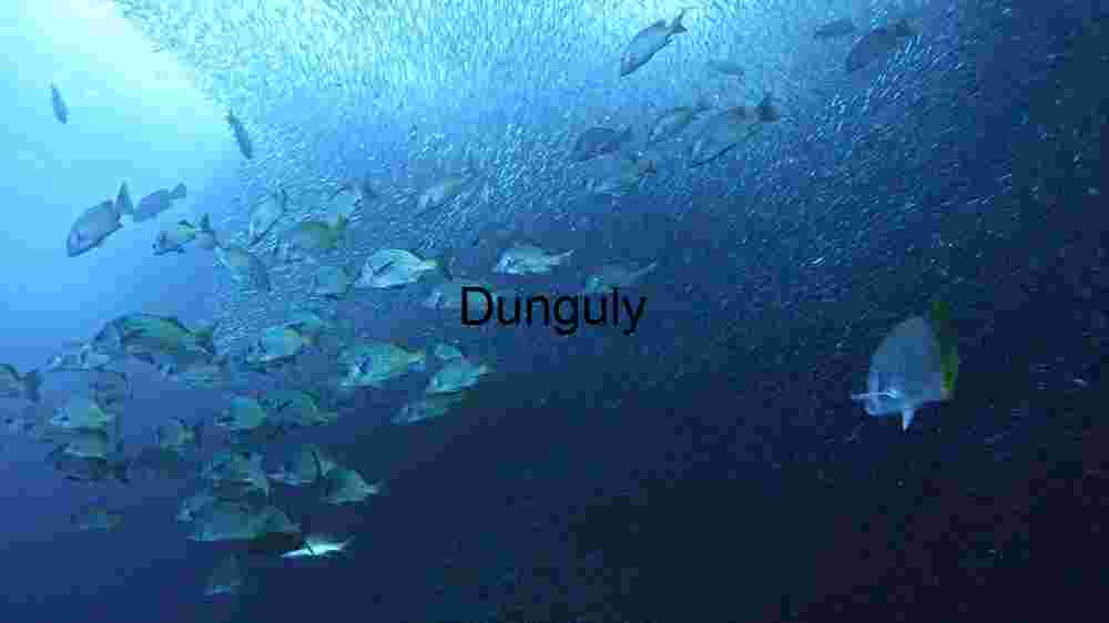 Ocean Animal Adventures Dive into diverse sea species' thrilling world! (143) Underwater Serenity: A School of Fish in the Deep Blue