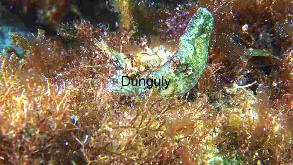 Ocean Animal Adventures Dive into diverse sea species' thrilling world! (149) Camouflaged Cuttlefish in Natural Habitat
