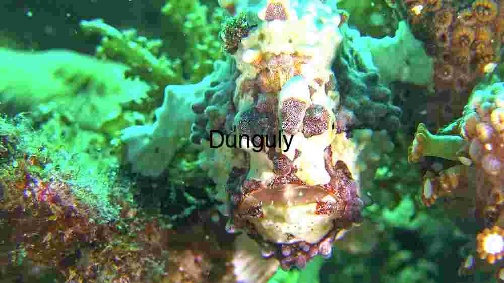 Ocean Animal Adventures Dive into diverse sea species' thrilling world! (153) Exploring the Cosmos: A Journey Through Space and Time