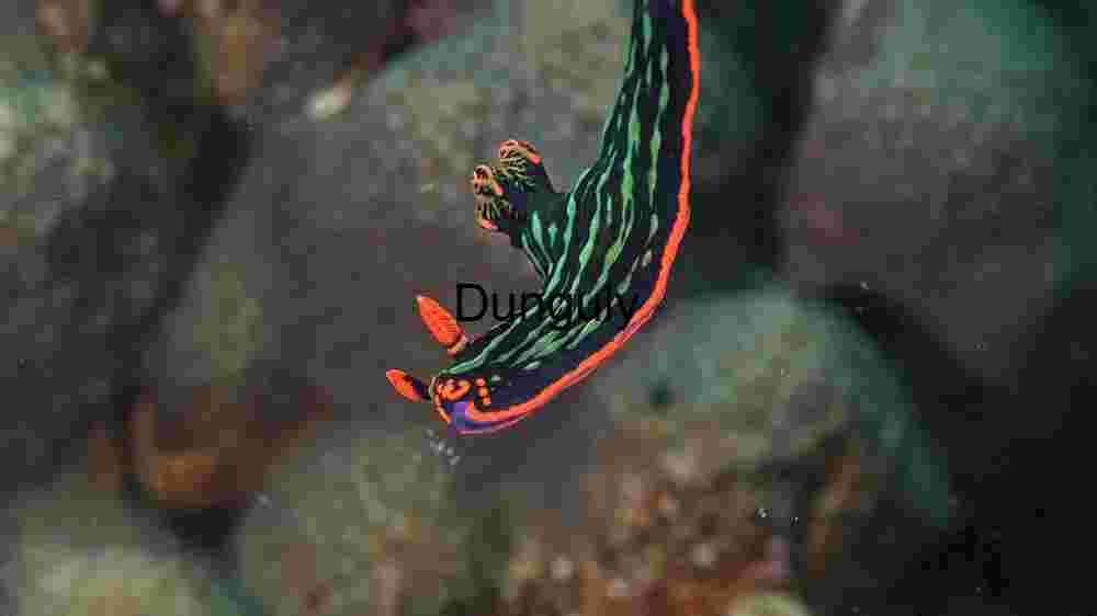 Ocean Animal Adventures Dive into diverse sea species' thrilling world! (158) Vibrant Nudibranch in its Natural Habitat