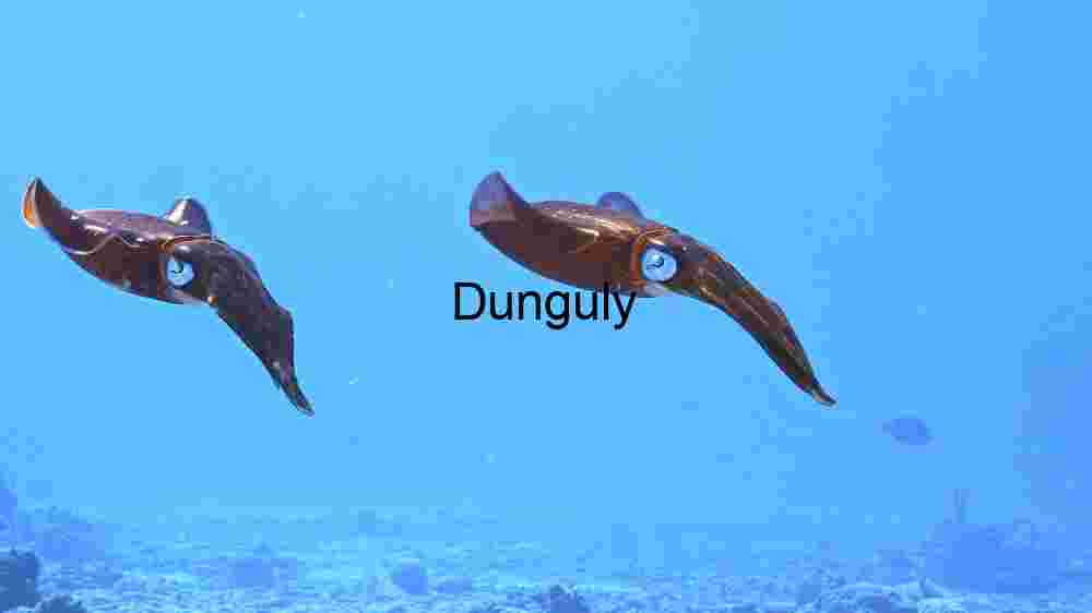 Ocean Animal Adventures Dive into diverse sea species' thrilling world! (159) Graceful Gliders of the Deep Blue: A Pair of Squid in Their Natural Habitat