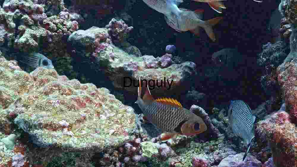 Ocean Animal Adventures Dive into diverse sea species' thrilling world! (167) Underwater Ecosystem: A Glimpse into Marine Biodiversity