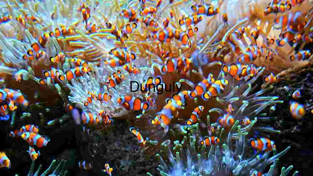 Ocean Animal Adventures Dive into diverse sea species' thrilling world! (17) Vibrant Underwater Ecosystem