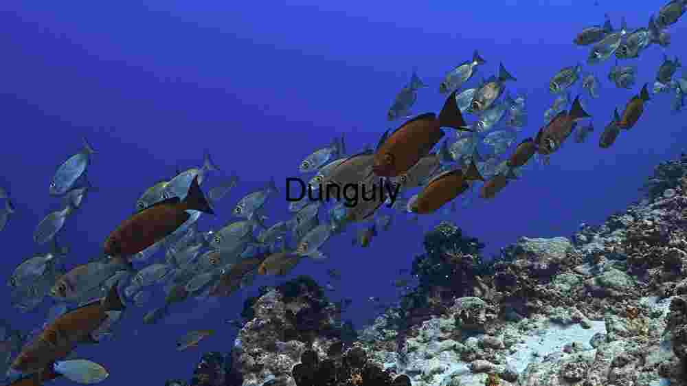 Ocean Animal Adventures Dive into diverse sea species' thrilling world! (170) Underwater Serenity: A School of Fish Amidst Coral Reefs