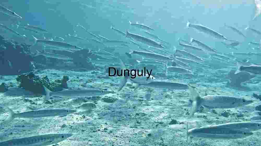 Ocean Animal Adventures Dive into diverse sea species' thrilling world! (191) Underwater Serenity: A Lone Fish Amongst Coral Reefs