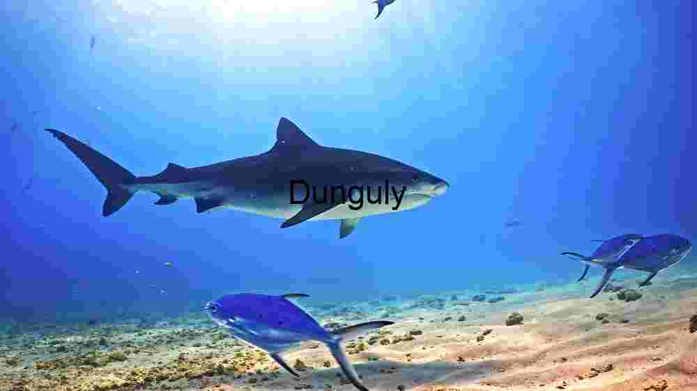 Ocean Animal Adventures Dive into diverse sea species' thrilling world! (203) Majestic Underwater Predators: A Glimpse into the Shark's Realm