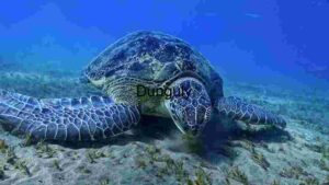 Serene Marine Life