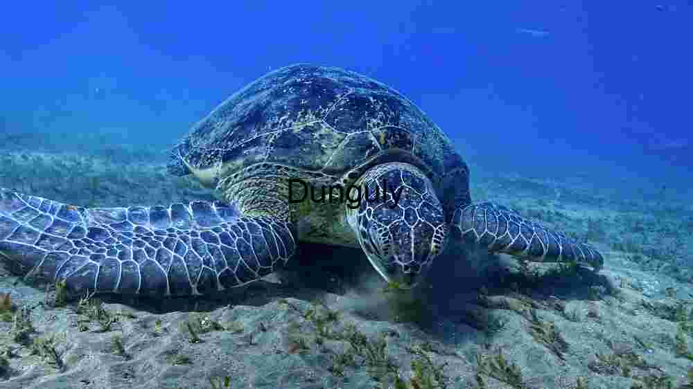 Ocean Animal Adventures Dive into diverse sea species' thrilling world! (22) Serene Marine Life
