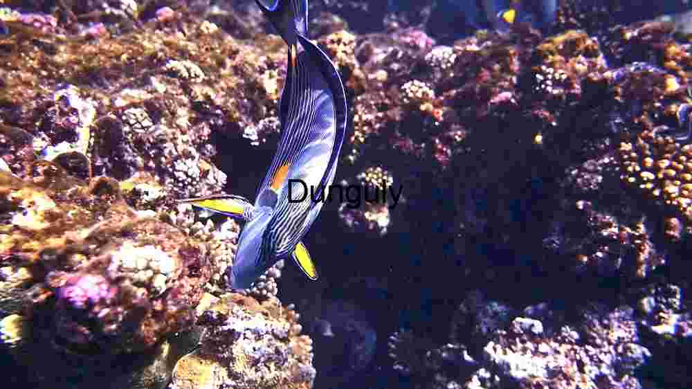Ocean Animal Adventures Dive into diverse sea species' thrilling world! (224) Vibrant Marine Life: A Glimpse into the Underwater Ecosystem