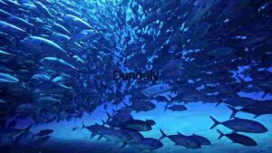 At Home Underwater Fish Swarm