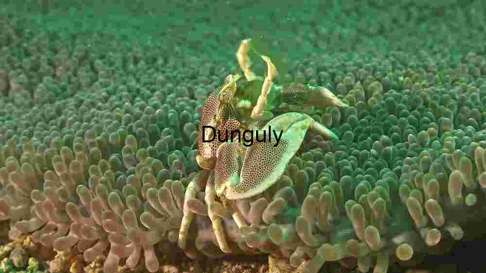 Ocean Animal Adventures Dive into diverse sea species' thrilling world! (231) Marine Symbiosis: The Porcelain Crab and Sea Anemone