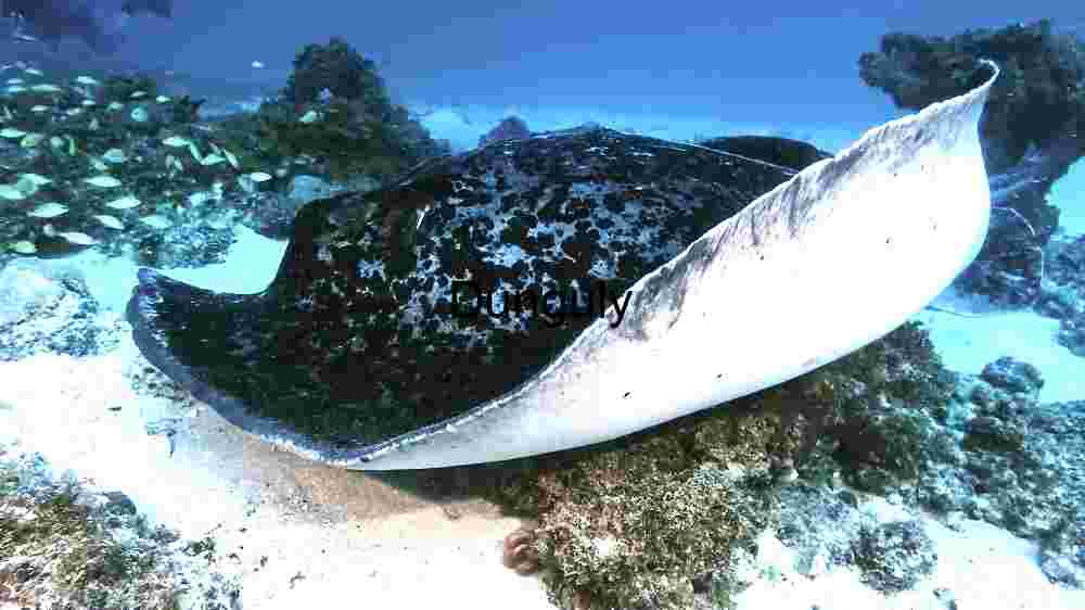 Ocean Animal Adventures Dive into diverse sea species' thrilling world! (232) Majestic Marine Glide: The Spotted Eagle Ray in its Natural Habitat