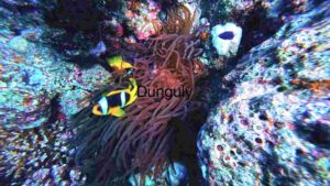 Vibrant Underwater Ecosystem: A Glimpse into Coral Reef Biodiversity