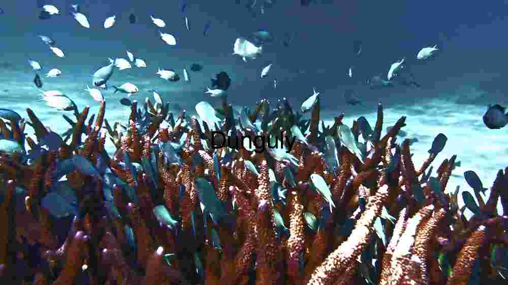 Ocean Animal Adventures Dive into diverse sea species' thrilling world! (258) Ethereal Underwater Dance: The Pacific Sea Nettle