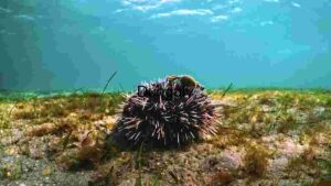 Underwater Ecosystem: A Sea Urchin's Habitat