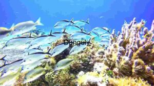 Underwater Ecosystem: A Glimpse into Marine Life