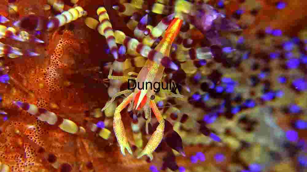 Ocean Animal Adventures Dive into diverse sea species' thrilling world! (27) Vibrant Marine Life: The Colorful Squat Lobster