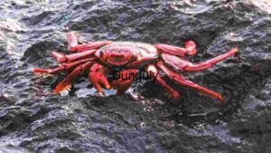 At Home Vibrant Red Crab on Jagged Rocks