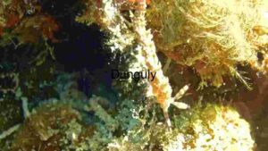 At Home Hidden Wonders of the Deep: A Close-Up of Marine Biodiversity