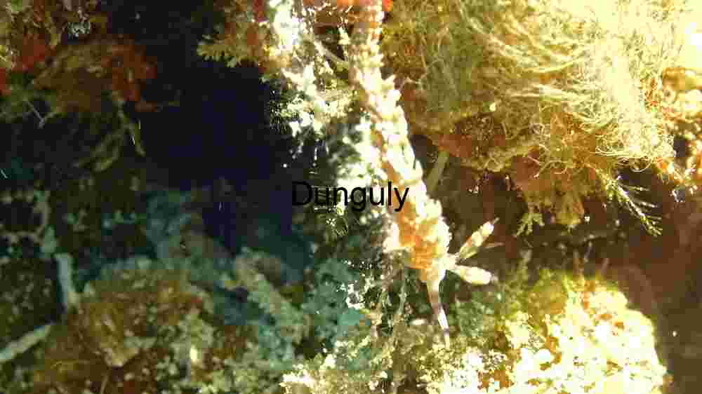 Ocean Animal Adventures Dive into diverse sea species' thrilling world! (275) Hidden Wonders of the Deep: A Close-Up of Marine Biodiversity