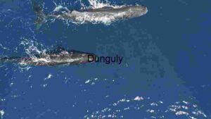 At Home Majestic Whales Gliding Through the Deep Blue Ocean