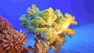 At Home Vibrant Underwater Ecosystem: A Study of Coral Diversity