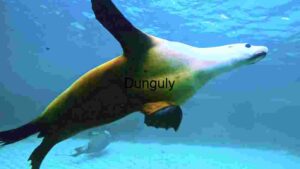 At Home Graceful Underwater Ballet: The Sea Lion's Dance