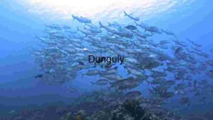At Home Underwater Ballet: A School of Jackfish in Harmony