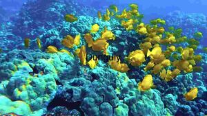 At Home Vibrant Underwater Ecosystem: A School of Yellow Tangs Amongst Coral Reefs