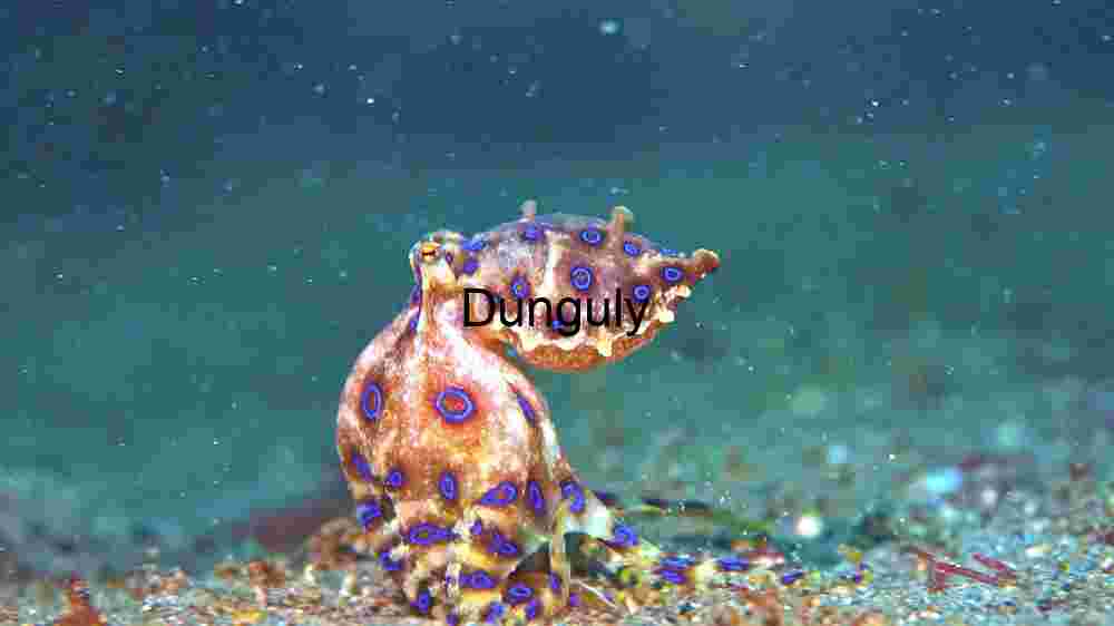 Ocean Animal Adventures Dive into diverse sea species' thrilling world! (3) Vibrant Blue-Ringed Octopus in Natural Habitat