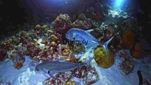 At Home Underwater Nocturnal Splendor