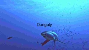At Home Underwater Serenity - Shark