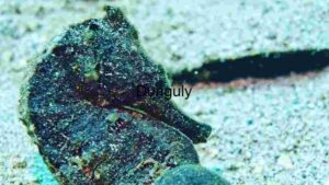 At Home Camouflaged Wonders of the Deep