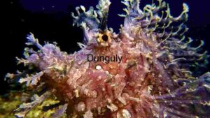 At Home Enigmatic Depths: A Rhinopias Frondosa in its Natural Habitat