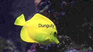 At Home Vibrant Yellow Tang in Marine Habitat