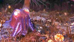 Mystical Depths: A Close Encounter with an Octopus