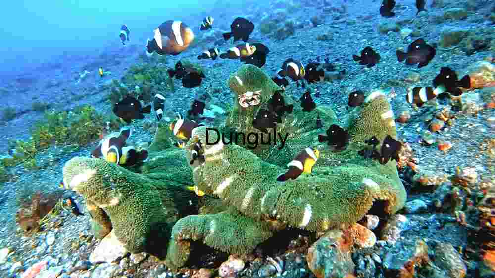 Ocean Animal Adventures Dive into diverse sea species' thrilling world! (66) Majestic Cuttlefish Over Coral Reef