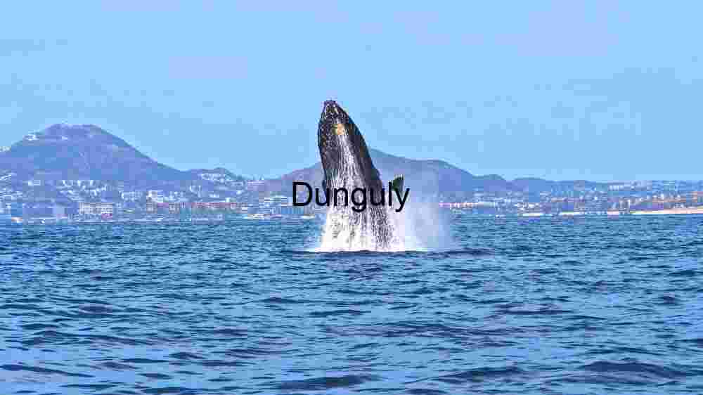 Ocean Animal Adventures Dive into diverse sea species' thrilling world! (69) Majestic Whale Breach Against Cityscape