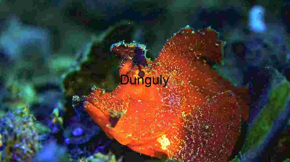 Ocean Animal Adventures Dive into diverse sea species' thrilling world! (82) Vibrant Underwater Marvel: The Red Frogfish in its Natural Habitat
