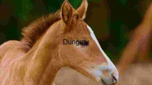Face of Horse