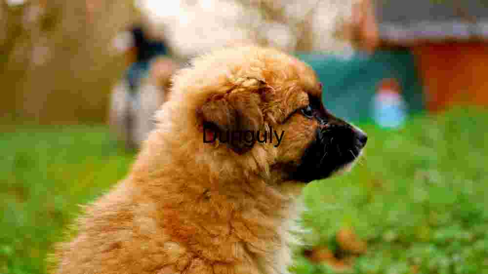 Tourist captures Europe's breathtaking beauty in stunning imagery (91) Cute Brown Puppy