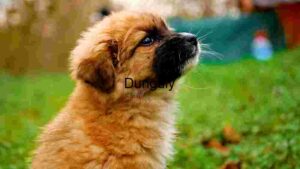 Barking Brown Puppy