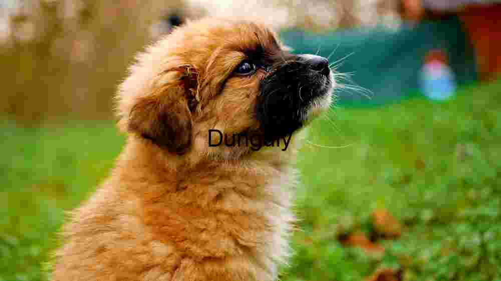 Tourist captures Europe's breathtaking beauty in stunning imagery (93) Barking Brown Puppy