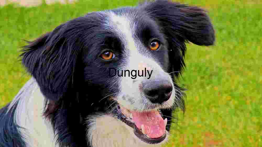 Tourist captures Europe's breathtaking beauty in stunning imagery (95) Border Collie Close Up