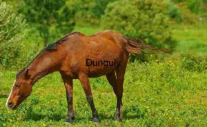 An Elite Horse