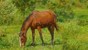 A Brown Horse